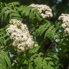 ������ ����. �������