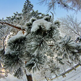 ������ ����. �������