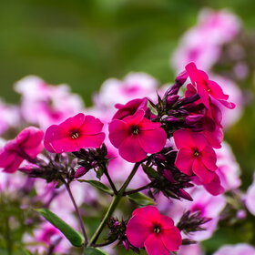 ����. ������. �������