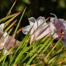 ����. ������. �������