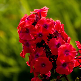 ������ ����. �������