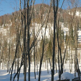 ������ ����. ���������� �� �����������