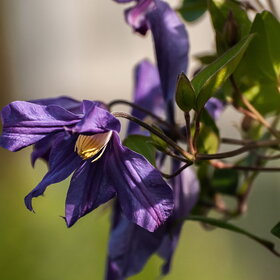 ����� ����. �������