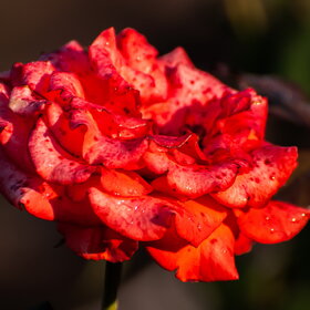 ����. ������. �������