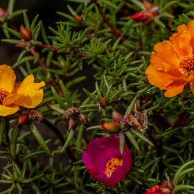 ����. ������. �������