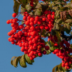 ������ ����. �������