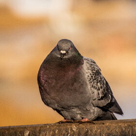 ����. ������. �����