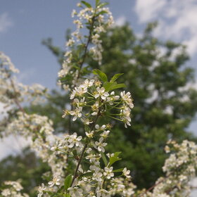 ������ ����. �������