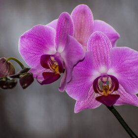 ������ ����. �������