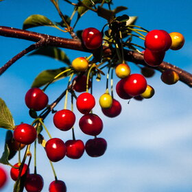 ����. ������. �������