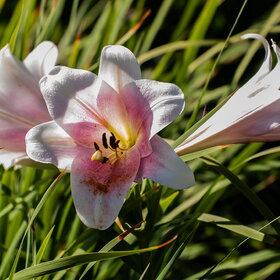 ����. ������. �������