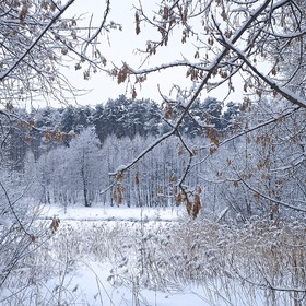 Зимний лес. (4)
