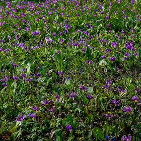 ����. ������. �������