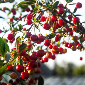 ������ ����. �������