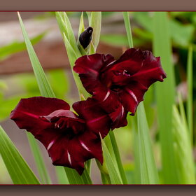 ������ ����. �������