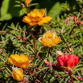 ������ ����. �������