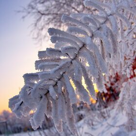 ����. ������. �������