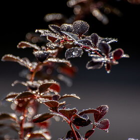 ����. ������. �������