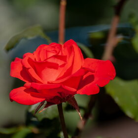 ������ ����. �������