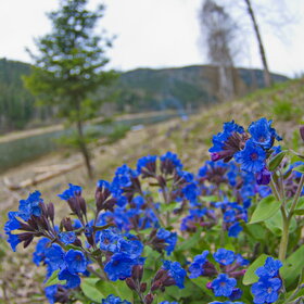 ������ ����. �������