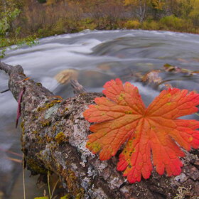 ������ ����. ���������� �� �����������