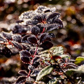 ����. ������. �������