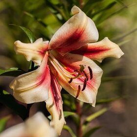 ������ ����. �������