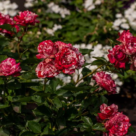 ����� ����������. �������