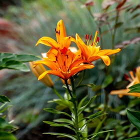 ����. ������. �������