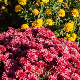 ������ ����. �������