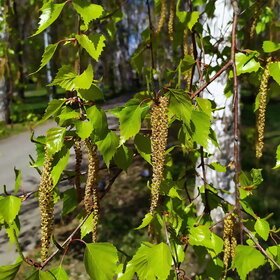 ������ ����. �������