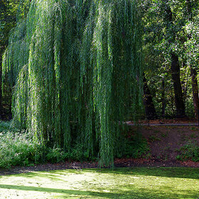 ����. ����. ����������� ����