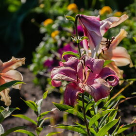 ������ ����. �������