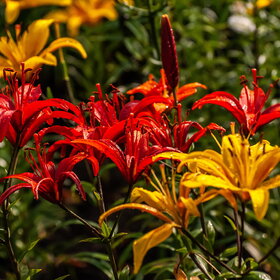 ����. ������. �������