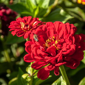 ����. ������. �������