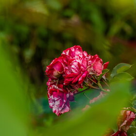 ������ ����. �������