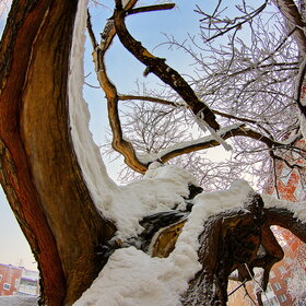 ����. ������. �������