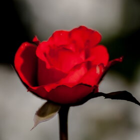 ����. ������. �������