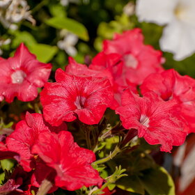 ������ ����. �������