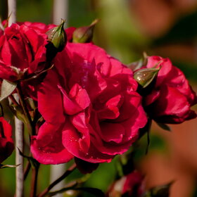 ����� ����. �������