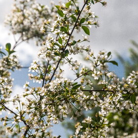 ����. ������. �������