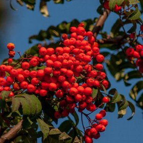 ����. ������. �������