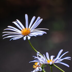 ����. ������. �������