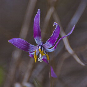 ������ ����. �������