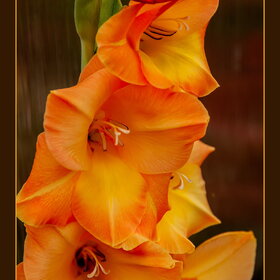 ������ ����. �������