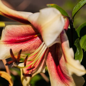 ����. ������. �������