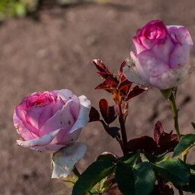 ������ ����. �������