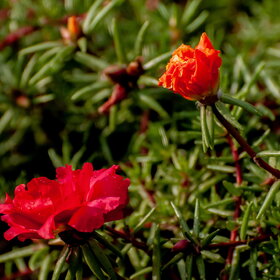 ����. ������. �������