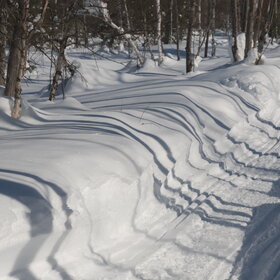 ������ ����. ���������� �� �����������