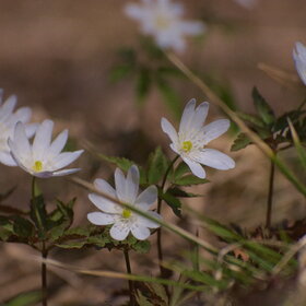 ������ ����. �������